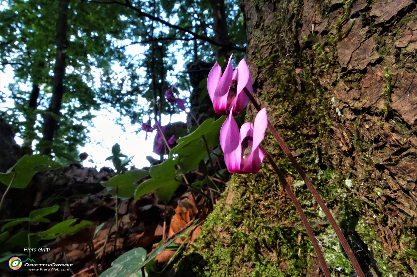 27 Ciclamini in fiore.JPG